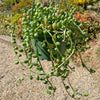 String of Watermelon – Senecio herreianus