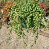 String of Watermelon – Senecio herreianus