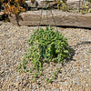 String of Watermelon – Senecio herreianus