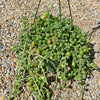 String of Watermelon – Senecio herreianus