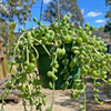 String of Watermelon – Senecio herreianus