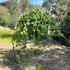 String of Watermelon – Senecio herreianus