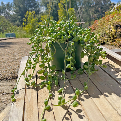 watermelon succulent Shop 'String of Watermelon – Senecio herreianus' Care and Growing Guide