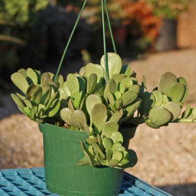 weeping jade succulent Trailing Jade 'Senecio jacobsenii' 1 Gal. / Black / With Pot