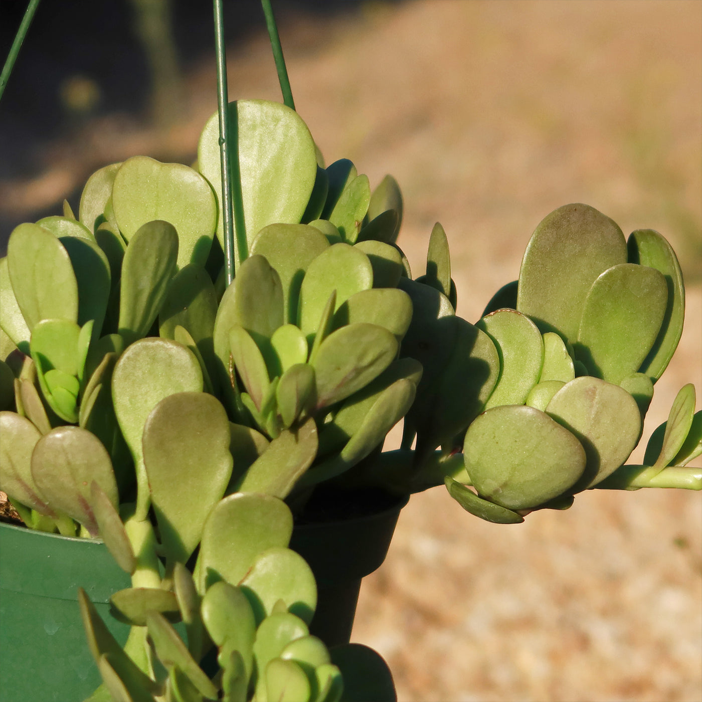 hanging jade plant crassula Trailing Jade 'Senecio jacobsenii' 1 Gal. / Black / With Pot