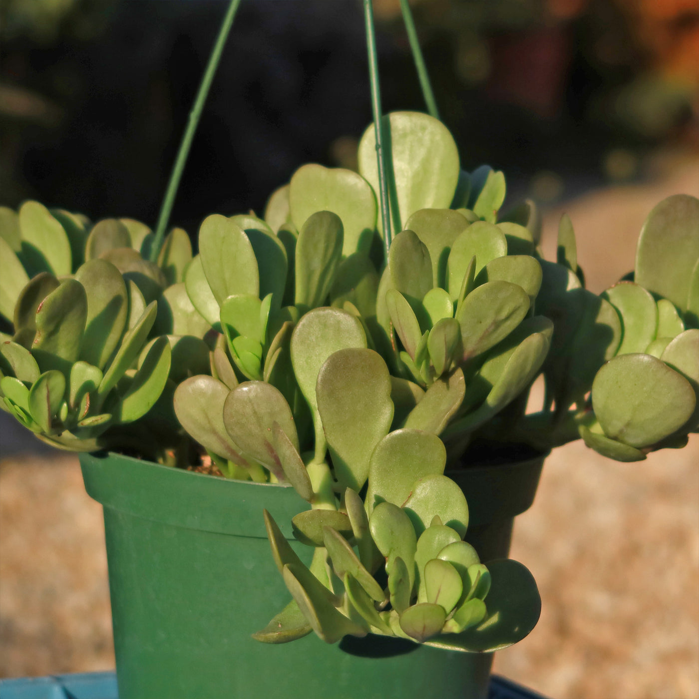 hanging jade plant care Trailing Jade 'Senecio jacobsenii' 1 Gal. / Black / With Pot
