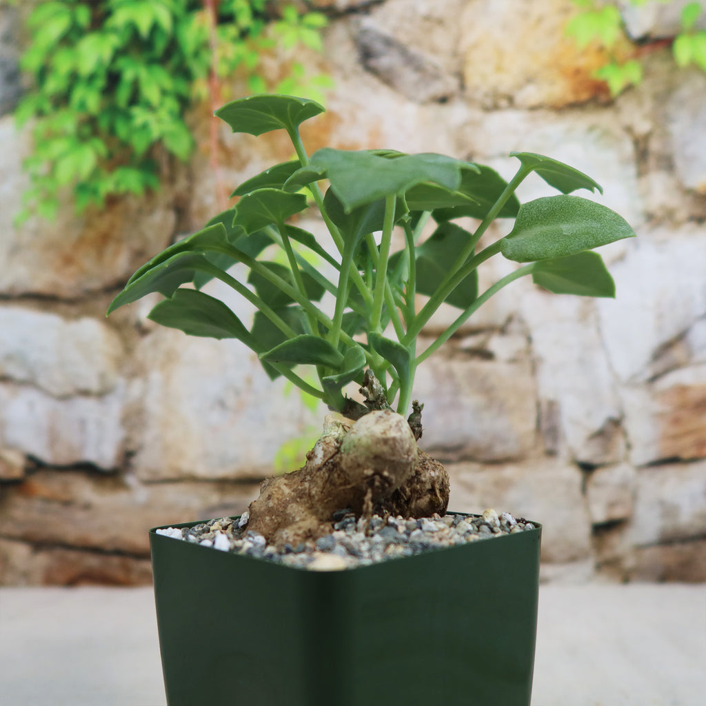 Senecio oxyriifolius