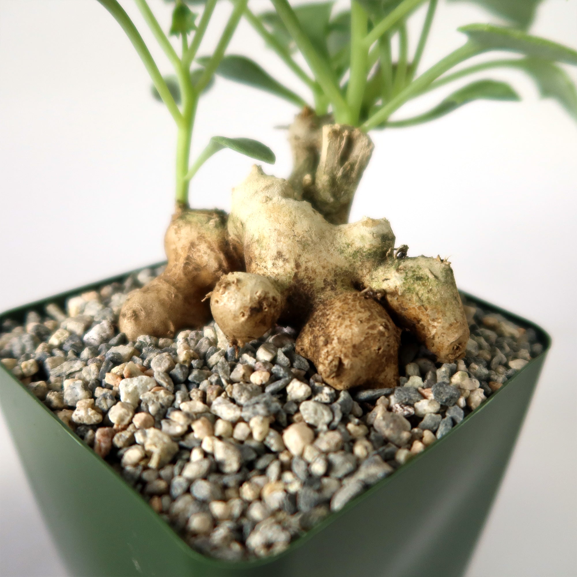 Senecio oxyriifolius