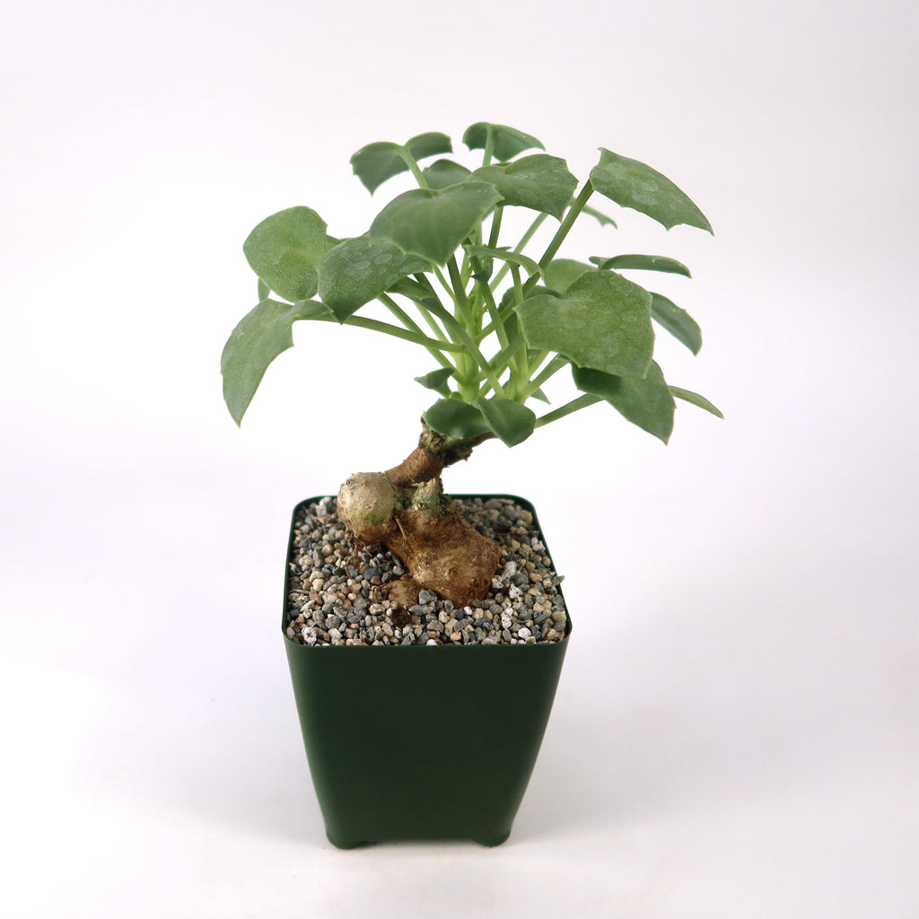 Senecio oxyriifolius