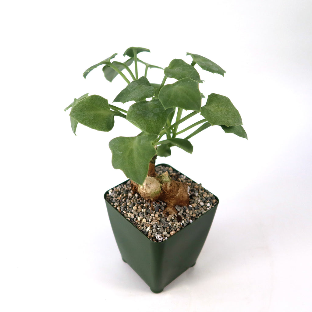 Senecio oxyriifolius