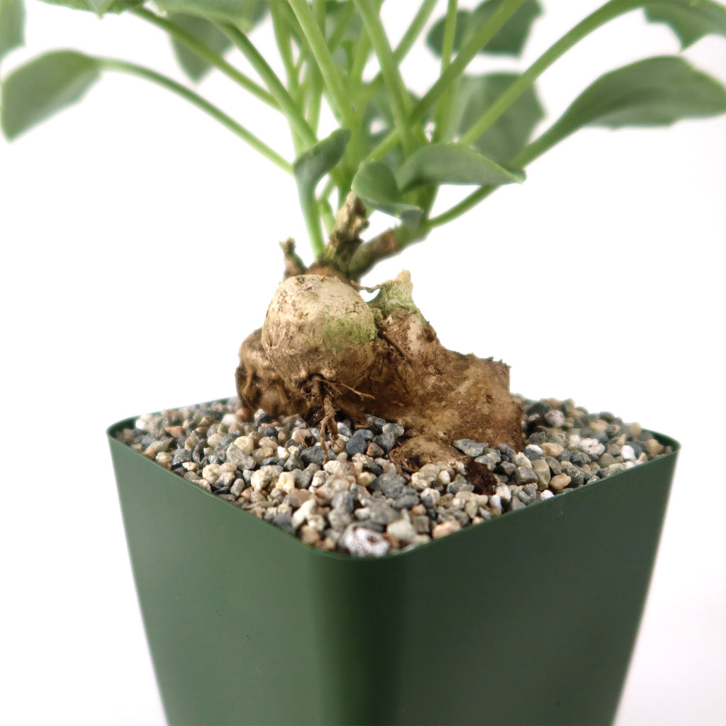 Senecio oxyriifolius