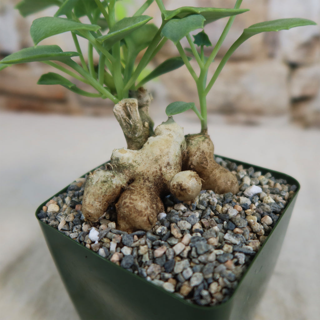 Senecio oxyriifolius