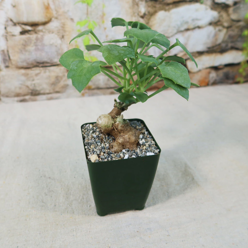 Senecio oxyriifolius