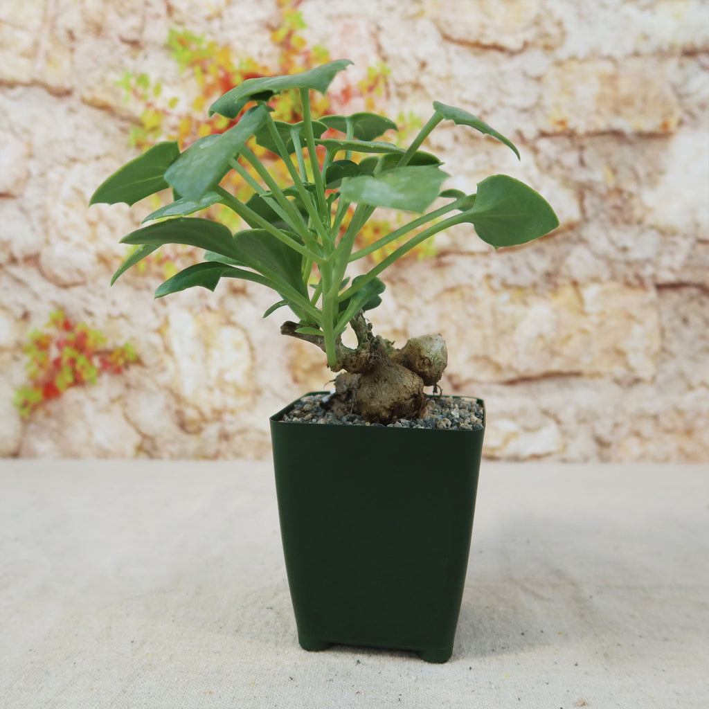 Senecio oxyriifolius