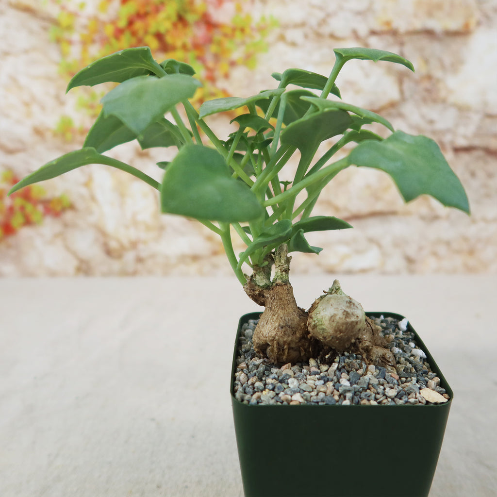 Senecio oxyriifolius