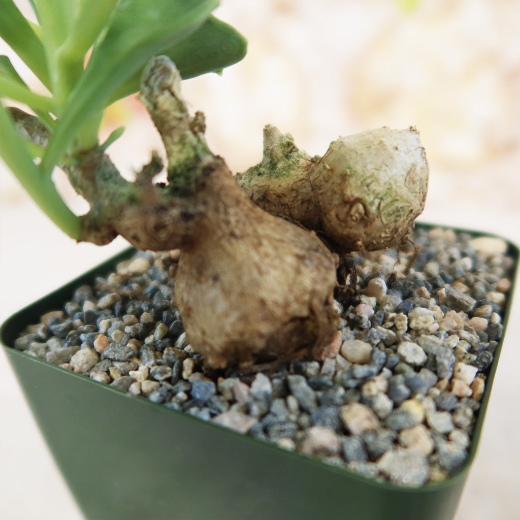 Senecio oxyriifolius