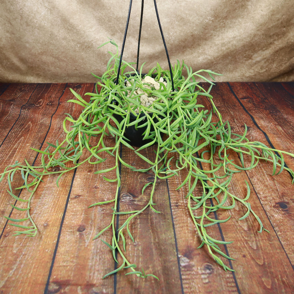 String of Fishhook Plant - Senecio Radicans &