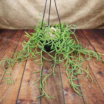 fishhook succulent Shop 'String of Fishhook Plant - Senecio radicans glauca' Care and Growing Guide