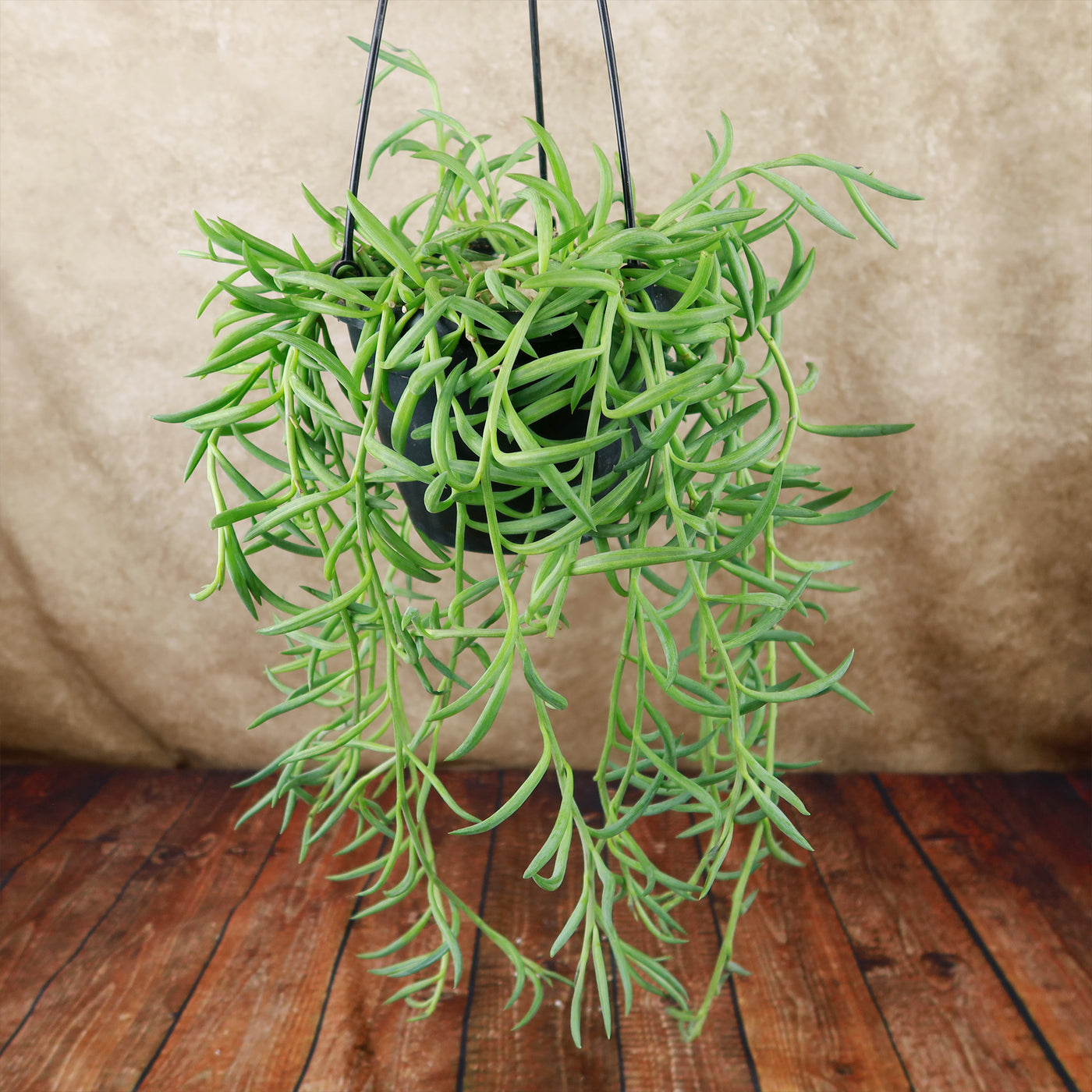 succulent fish hook plant String of Fishhook Plant