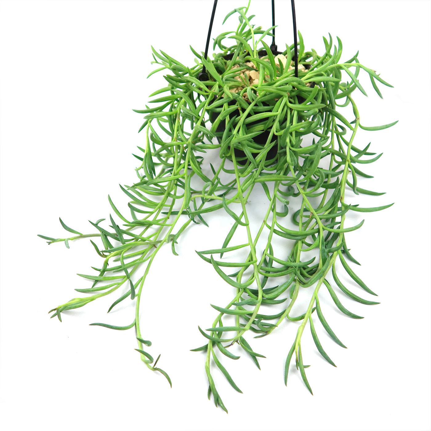 difference between banana succulent versus fish hooks Shop 'String of Fishhook Plant - Senecio radicans glauca' Care and Growing Guide
