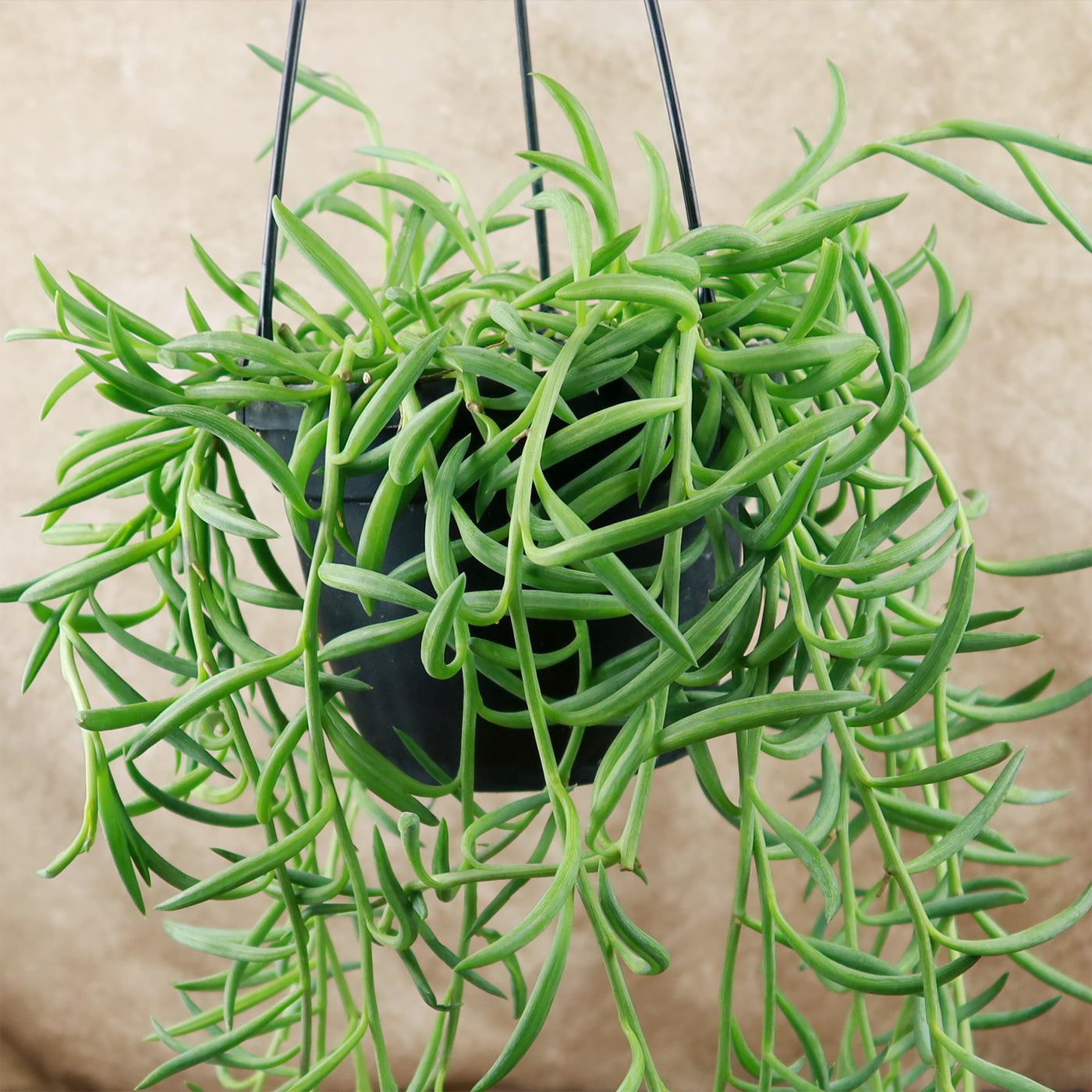 hanging fish hook plant Shop 'String of Fishhook Plant - Senecio radicans glauca' Care and Growing Guide