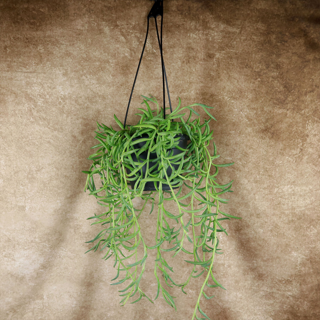 String of Fishhook Plant - Senecio Radicans &