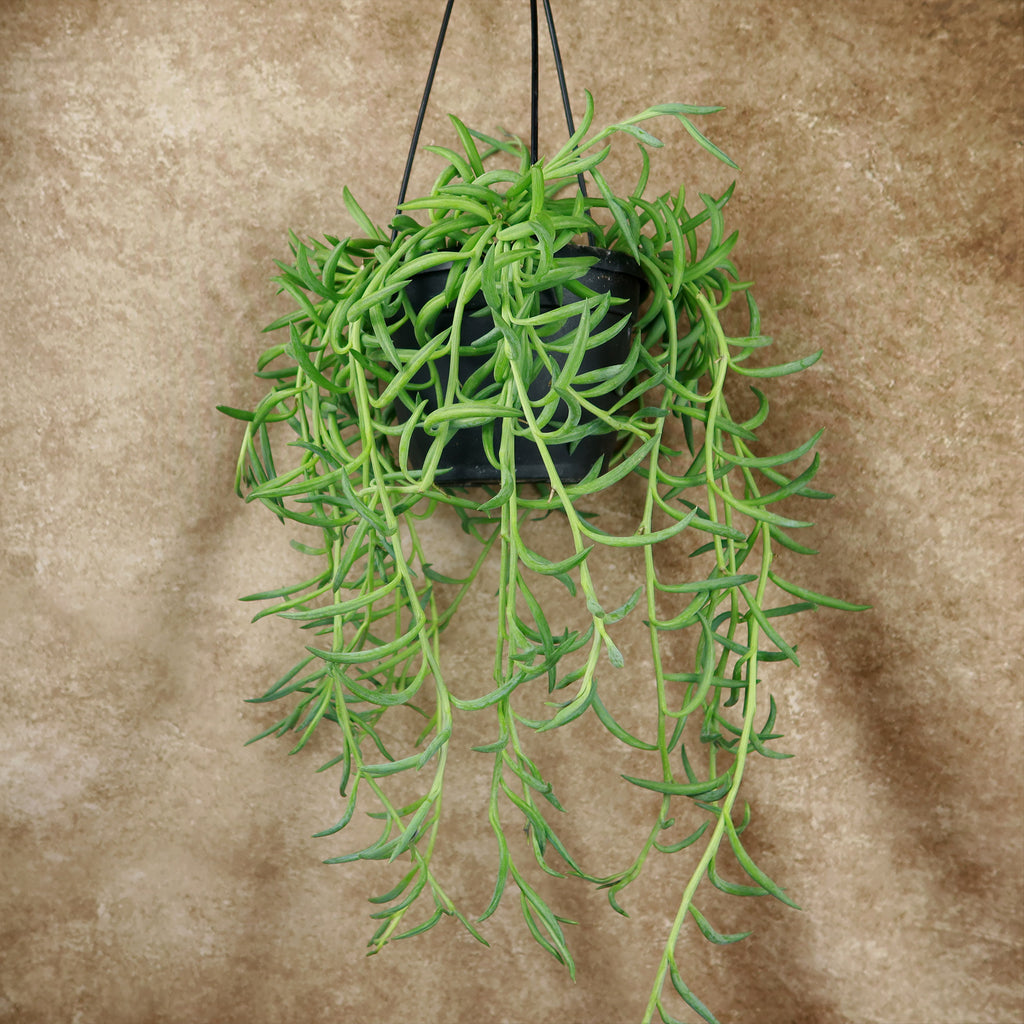 String of Fishhook Plant - Senecio Radicans &