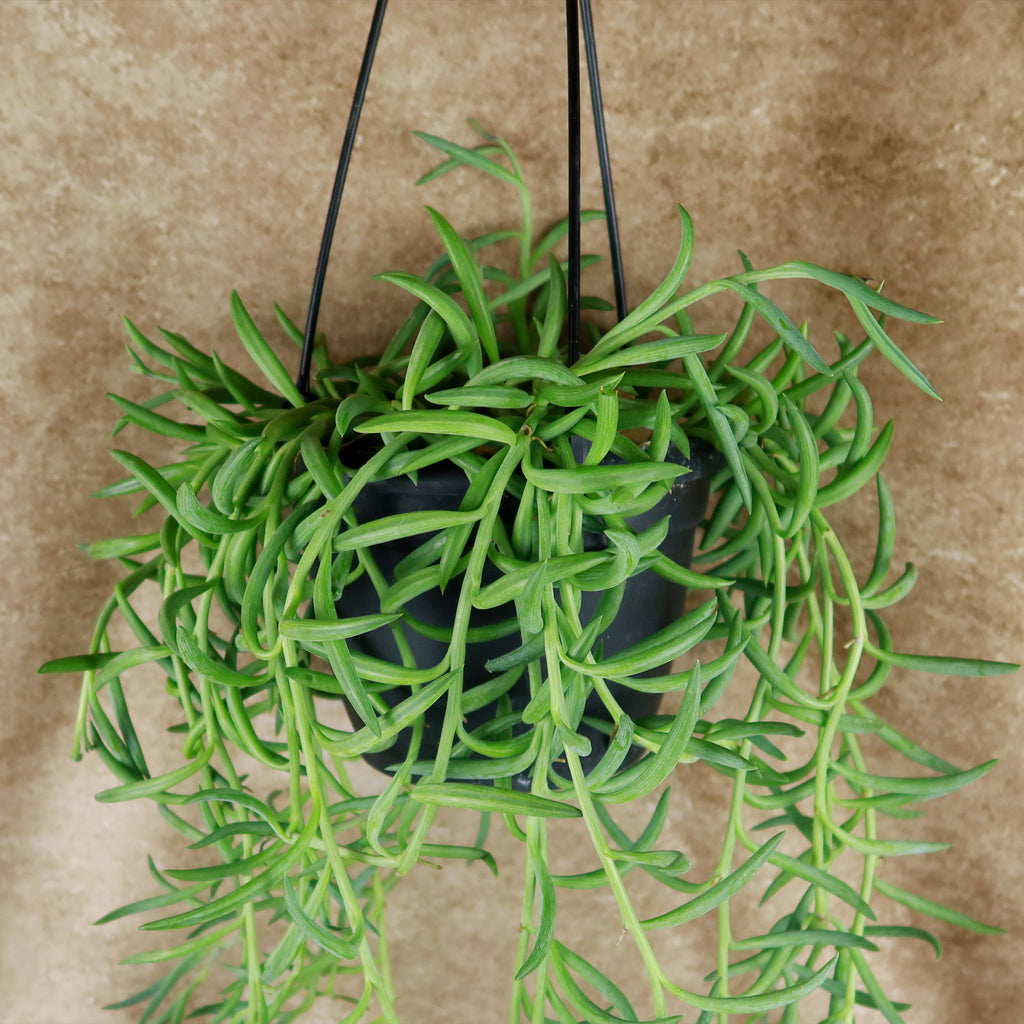 String of Fishhook Plant - Senecio Radicans &
