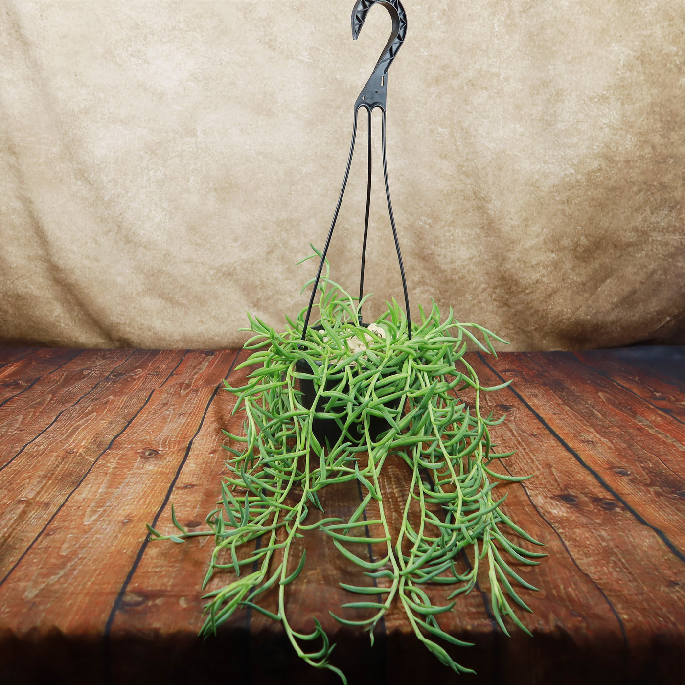 hanging fish hook plant Shop 'String of Fishhook Plant - Senecio radicans glauca' Care and Growing Guide
