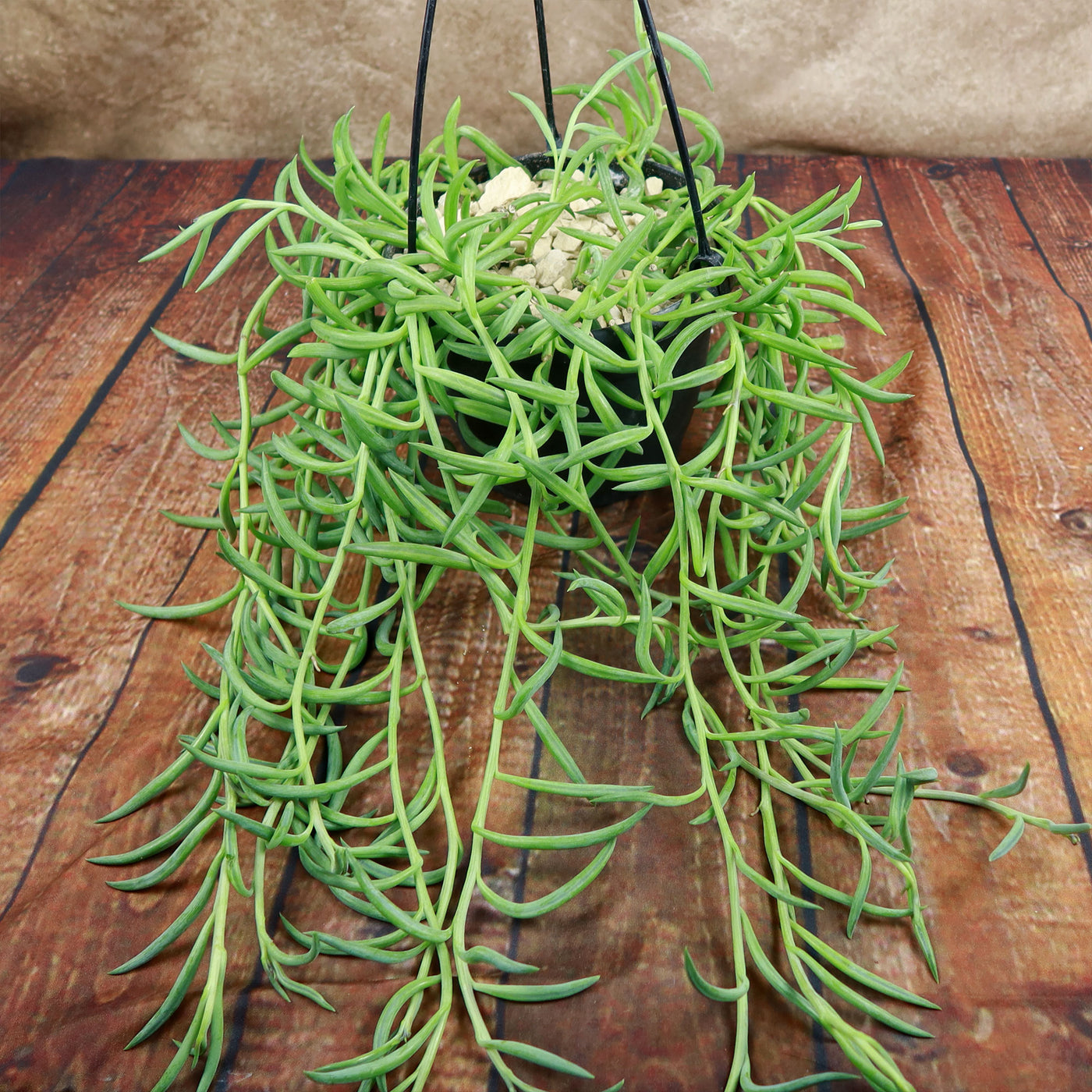 difference between banana succulent versue fish hooks Shop 'String of Fishhook Plant - Senecio radicans glauca' Care and Growing Guide