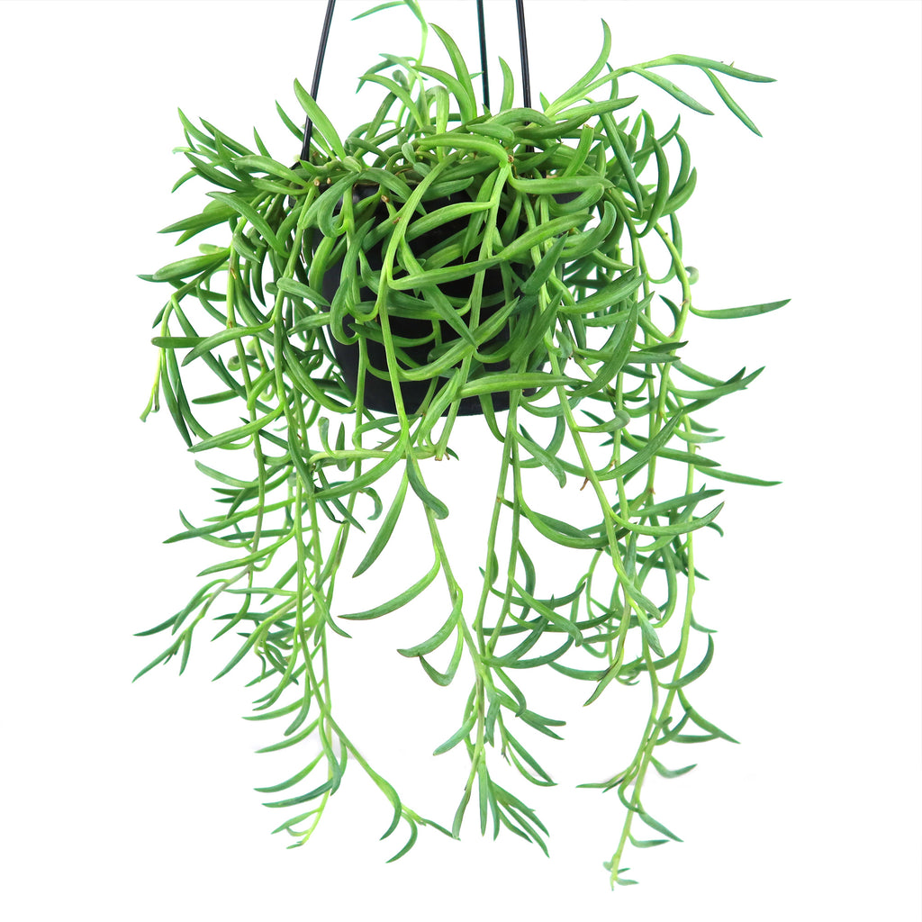 String of Fishhook Plant - Senecio Radicans &