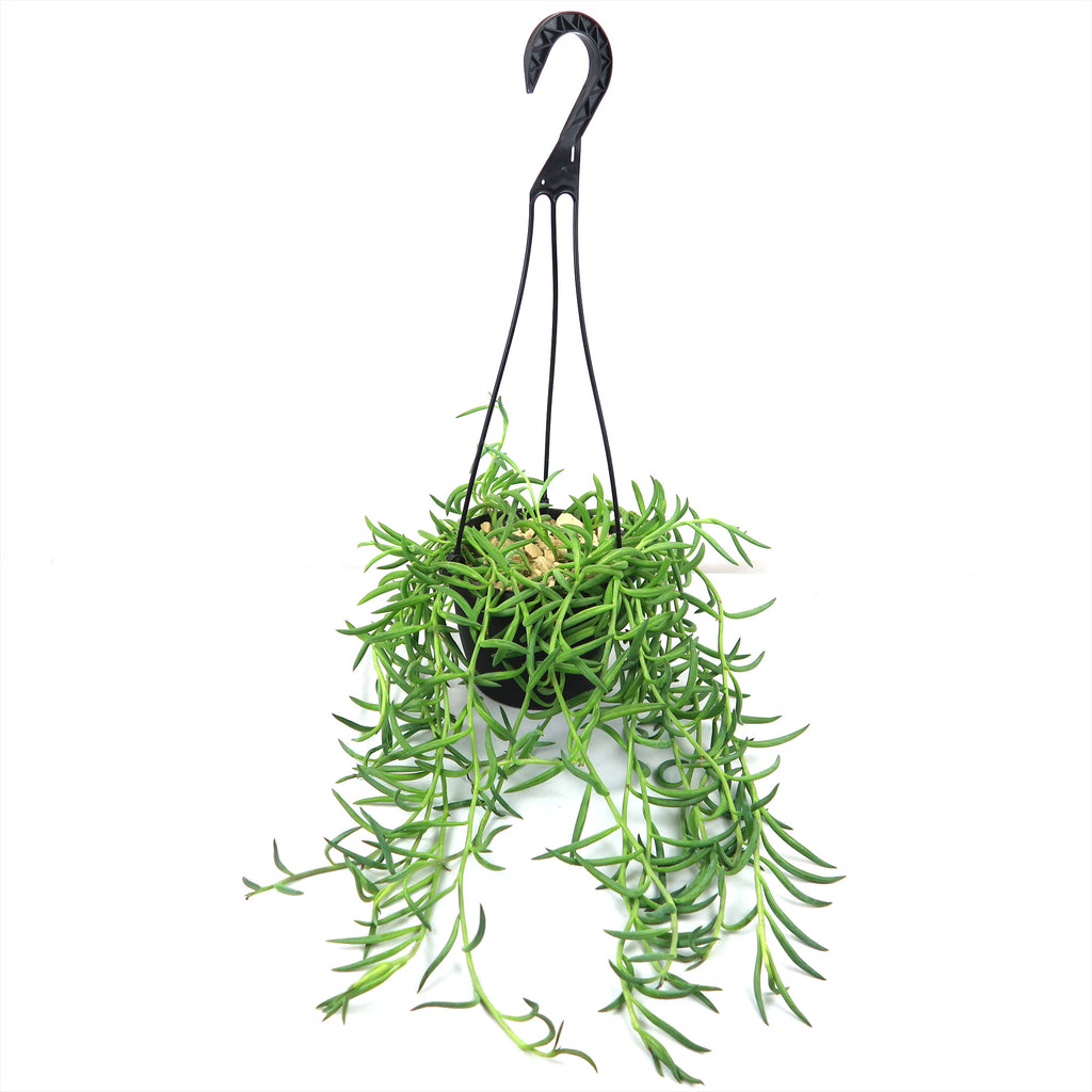 String of Fishhook Plant - Senecio Radicans &