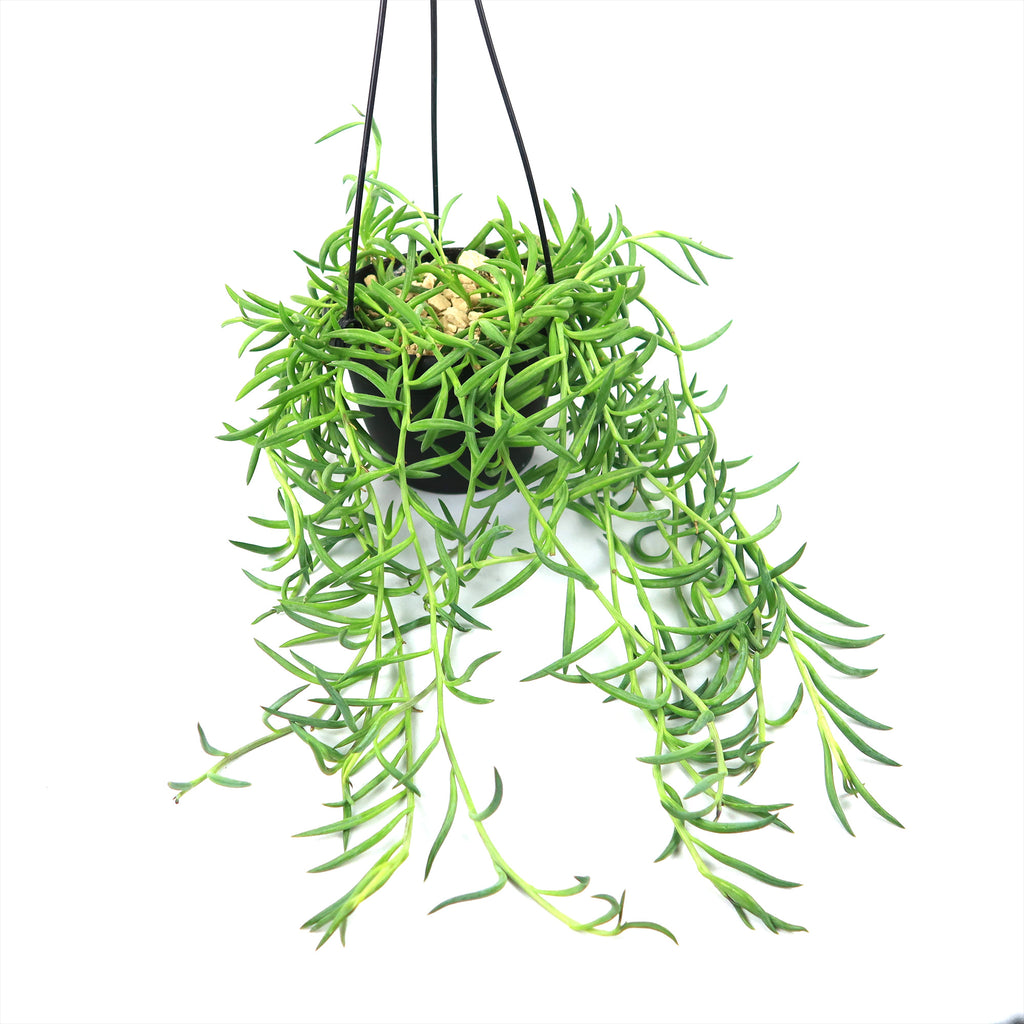 String of Fishhook Plant - Senecio Radicans &