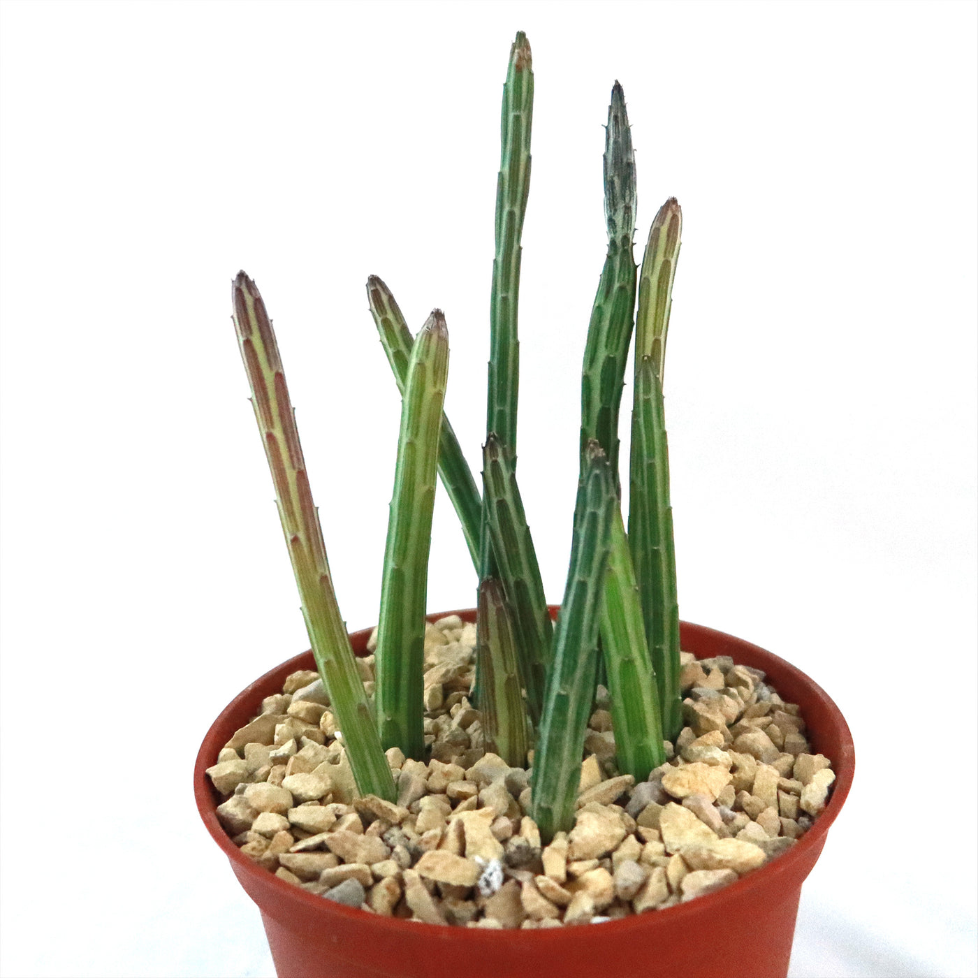 kleinia succulent Shop 'Senecio stapeliiformis' Care and Growing Guide