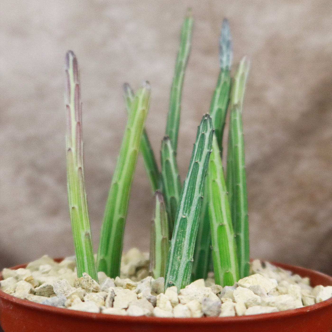 Senecio stapeliiformis