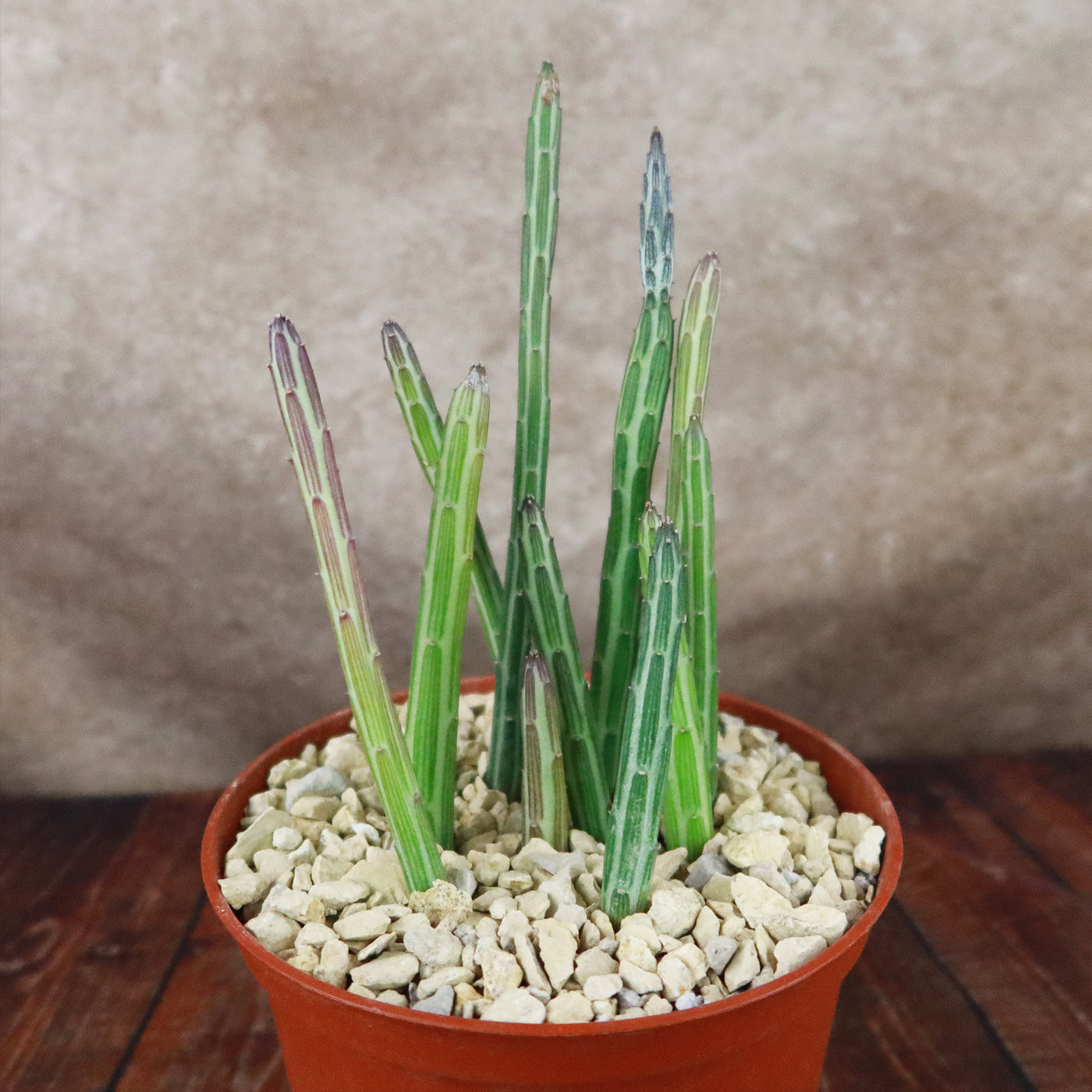 succulent with ridges Senecio stapeliiformis 4" Pot
