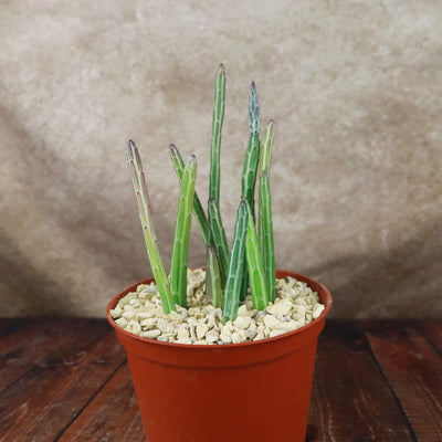 Senecio stapeliiformis