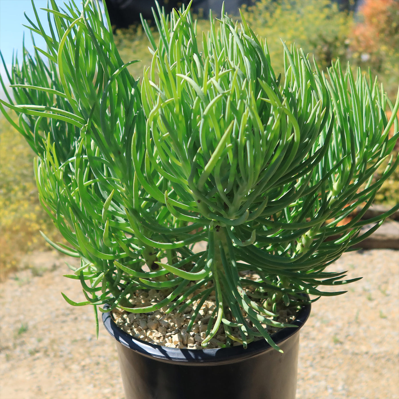 crested senecio vitalis succulent Buy Senecio Vitalis Online | Blue Chalk Fingers Plant