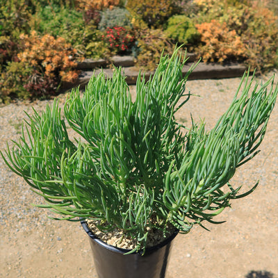 narrow leaf succulent Buy Senecio Vitalis Online | Blue Chalk Fingers Plant