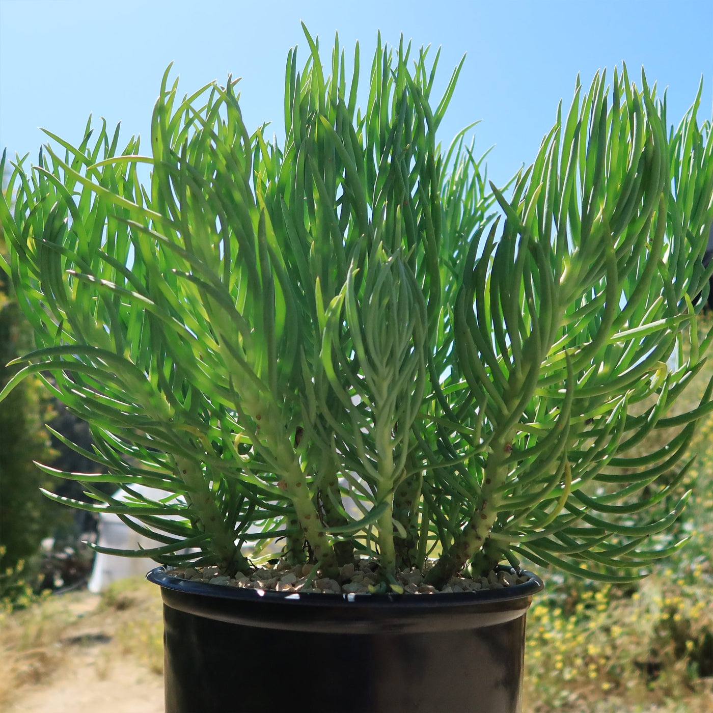 senecio vitalis succulent Buy Senecio Vitalis Online | Blue Chalk Fingers Plant