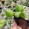 String of Watermelon – Senecio herreianus