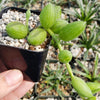 String of Watermelon – Senecio herreianus