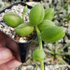 String of Watermelon – Senecio herreianus