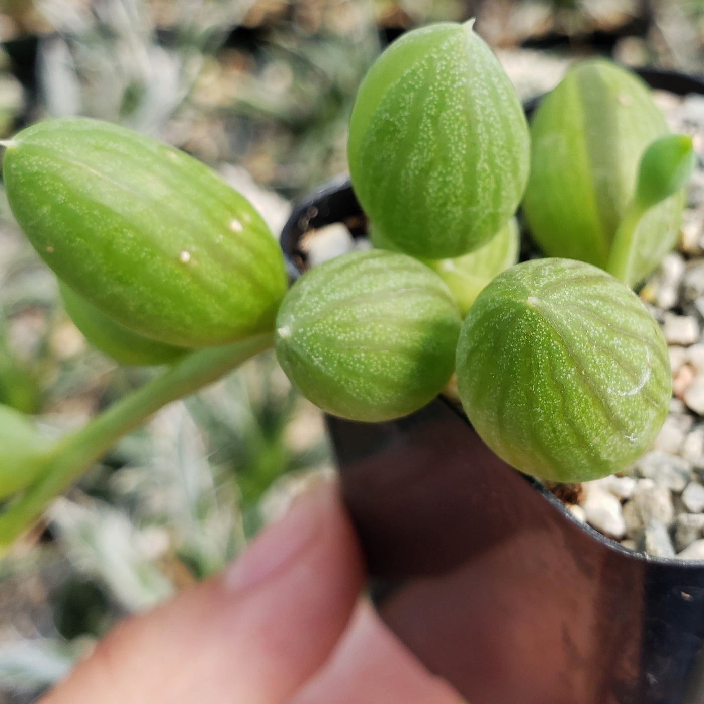 watermelon succulent plant care Shop 'String of Watermelon – Senecio herreianus' Care and Growing Guide
