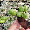 String of Watermelon – Senecio herreianus