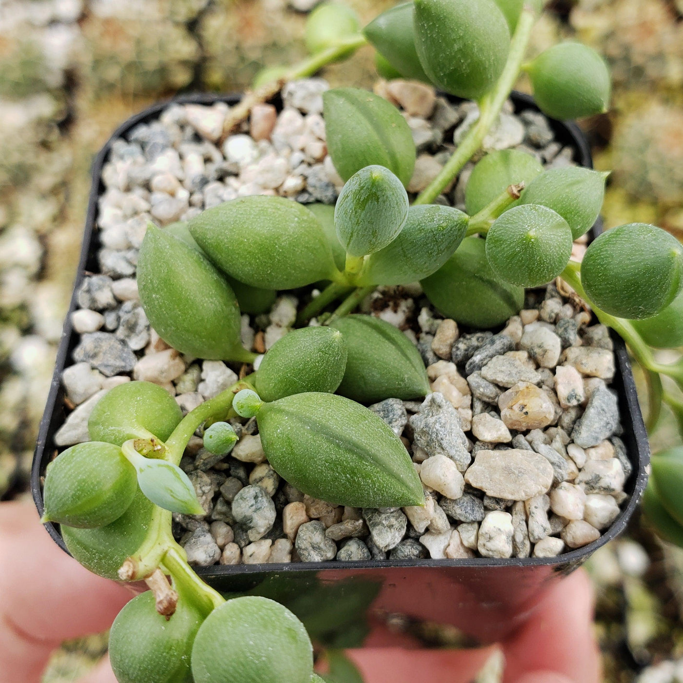 succulent that looks like peas in a string Shop 'String of Pearls - Senecio rowleyanus' Care and Growing Guide