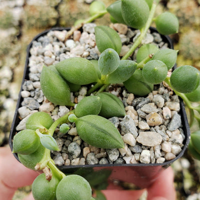 succulent plant little balls String of Pearls 'Senecio rowleyanus' 4" Pot / Black / With Pot