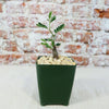 Small Senna meridionalis bonsai with green leaves in a dark green square pot of light pebbles, set before a rustic brick wall.