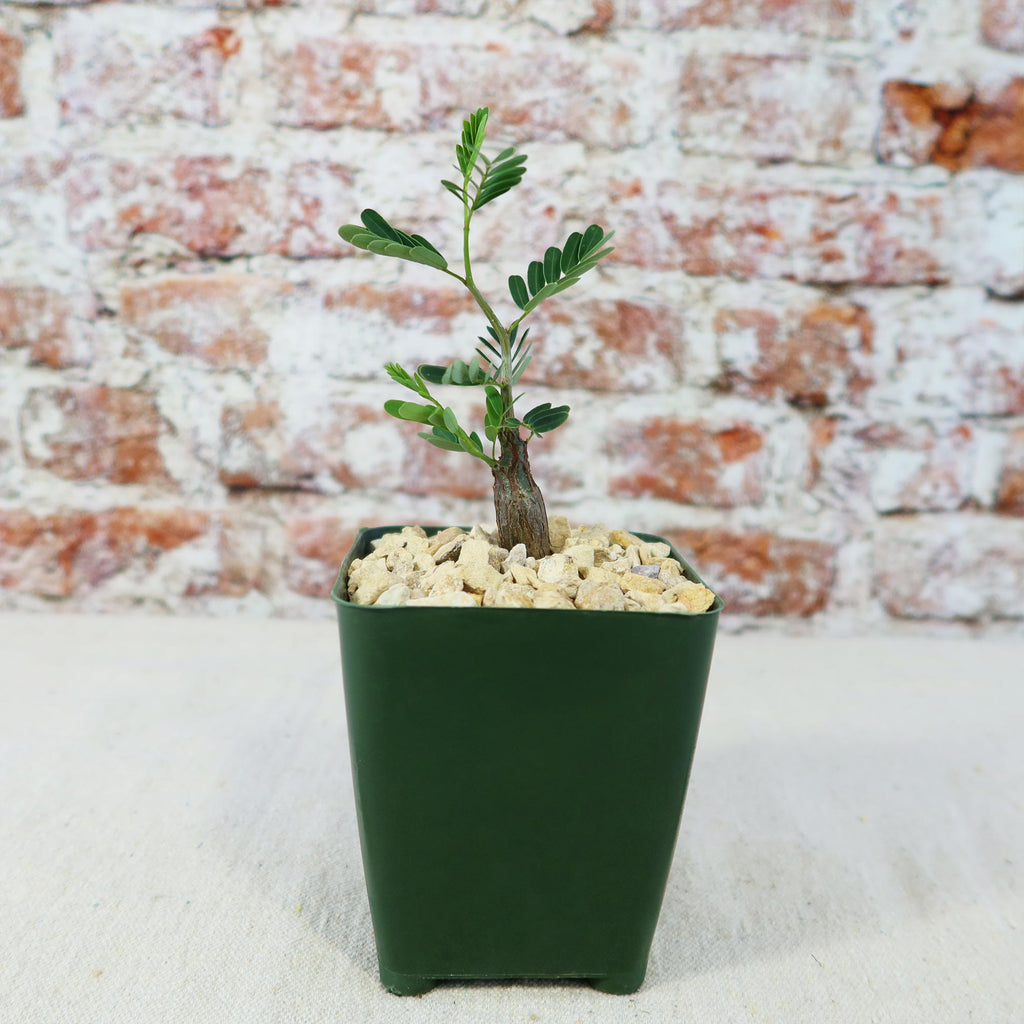 Potted indoor plant with glossy green leaves beside a small Buddha statue