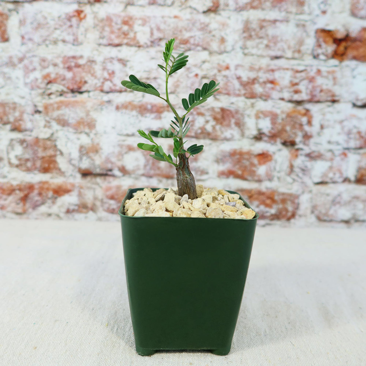 Shop 'Senna meridionalis' Care & Growing Guide | Planet Desert